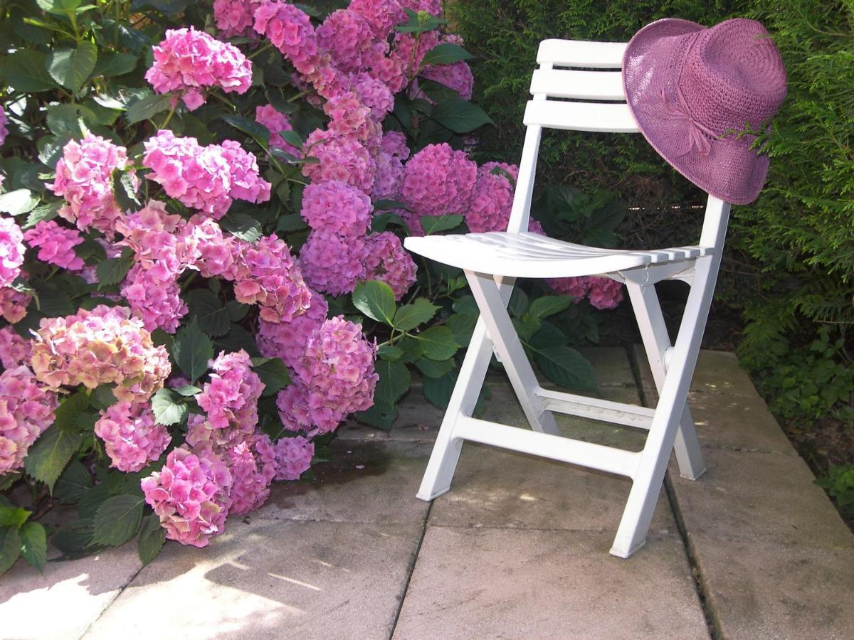 Les Hortensias Sainte-Marie-aux-Mines Buitenkant foto